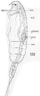 Espce Paracalanus parvus - Planche 45 de figures morphologiques
