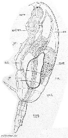 Espce Paracalanus parvus - Planche 46 de figures morphologiques