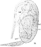 Espce Clausocalanus arcuicornis - Planche 32 de figures morphologiques