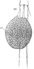 Espce Oithona plumifera - Planche 26 de figures morphologiques