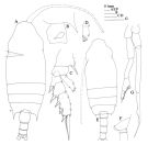 Espce Chiridius molestus - Planche 5 de figures morphologiques