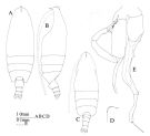 Espce Chirundina streetsii - Planche 5 de figures morphologiques