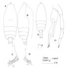 Espce Euchirella curticauda - Planche 4 de figures morphologiques