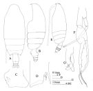 Espce Euchirella messinensis - Planche 5 de figures morphologiques