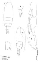 Espce Euchirella messinensis - Planche 6 de figures morphologiques