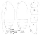 Espce Euchirella speciosa - Planche 1 de figures morphologiques