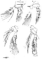 Espce Oncaea tregoubovi - Planche 4 de figures morphologiques