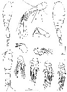 Espce Spinoncaea ivlevi - Planche 10 de figures morphologiques