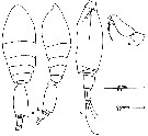 Espce Spinoncaea ivlevi - Planche 11 de figures morphologiques
