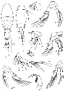 Espce Oncaea heronae - Planche 1 de figures morphologiques