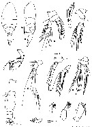 Espce Oncaea setosa - Planche 3 de figures morphologiques