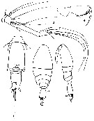 Espce Oncaea setosa - Planche 2 de figures morphologiques
