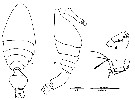 Espce Epicalymma schmitti - Planche 4 de figures morphologiques