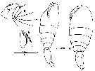 Espce Epicalymma umbonata - Planche 4 de figures morphologiques