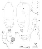 Species Gaetanus kruppii - Plate 7 of morphological figures