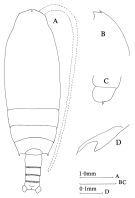 Espce Gaetanus minispinus - Planche 1 de figures morphologiques