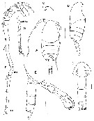 Espce Vensiasa sp. - Planche 1 de figures morphologiques