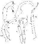 Espce Vensiasa sp. - Planche 3 de figures morphologiques