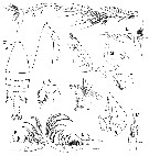 Espce Arietellus setosus - Planche 19 de figures morphologiques