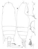 Espce Gaetanus minor - Planche 5 de figures morphologiques