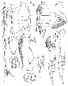 Espce Arietellus setosus - Planche 20 de figures morphologiques