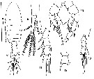 Espce Parathalassius fagesi - Planche 1 de figures morphologiques