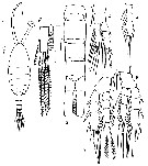 Espce Parathalassius fagesi - Planche 3 de figures morphologiques