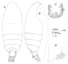 Espce Pseudochirella dentata - Planche 1 de figures morphologiques