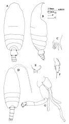 Espce Pseudochirella mawsoni - Planche 5 de figures morphologiques