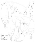 Species Undeuchaeta incisa - Plate 8 of morphological figures