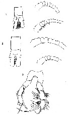Espce Pleuromamma robusta - Planche 14 de figures morphologiques