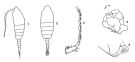 Espce Paraugaptilus archimedi - Planche 1 de figures morphologiques