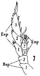 Espce Lucicutia flavicornis - Planche 35 de figures morphologiques