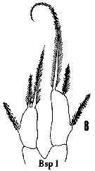 Espce Metridia venusta - Planche 14 de figures morphologiques