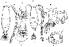 Espce Pteriacartia josephinae - Planche 4 de figures morphologiques