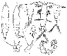 Espce Acartia (Hypoacartia) adriatica - Planche 7 de figures morphologiques