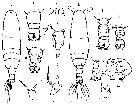 Espce Acartia (Acanthacartia) tonsa - Planche 38 de figures morphologiques