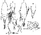 Espce Acartia (Acanthacartia) bifilosa - Planche 14 de figures morphologiques