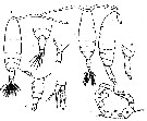Espce Acartia (Acanthacartia) italica - Planche 3 de figures morphologiques