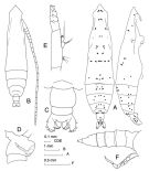 Espce Pareucalanus langae - Planche 1 de figures morphologiques
