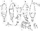 Espce Acartia (Acartiura) teclae - Planche 3 de figures morphologiques