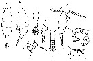 Espce Acartia (Acartiura) margalefi - Planche 9 de figures morphologiques
