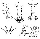 Espce Acartia (Acartiura) enzoi - Planche 2 de figures morphologiques