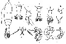 Espce Acartia (Acartiura) discaudata - Planche 12 de figures morphologiques