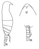 Espce Teneriforma naso - Planche 1 de figures morphologiques
