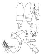 Espce Aetideopsis retusa - Planche 3 de figures morphologiques