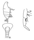 Species Spinocalanus ventriosus - Plate 1 of morphological figures