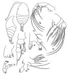 Espce Bradyetes florens - Planche 1 de figures morphologiques