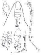 Espce Centropages elegans - Planche 2 de figures morphologiques