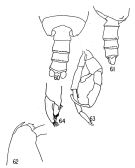 Espce Gaetanus antarcticus - Planche 4 de figures morphologiques